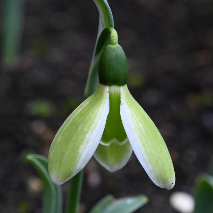 Galanthus 'Wifi Monique' plant