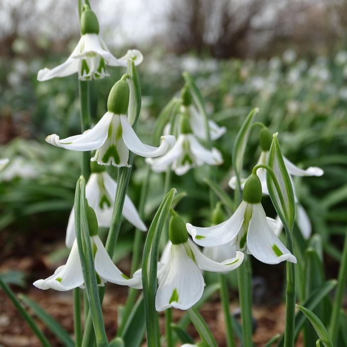 Galanthus 'Wifi Monroe' plant