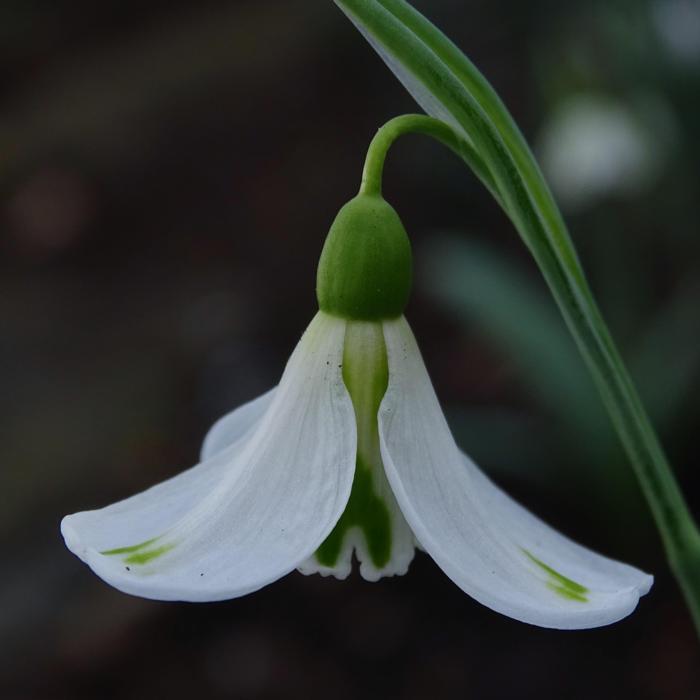 Galanthus 'Wifi Monroe' plant