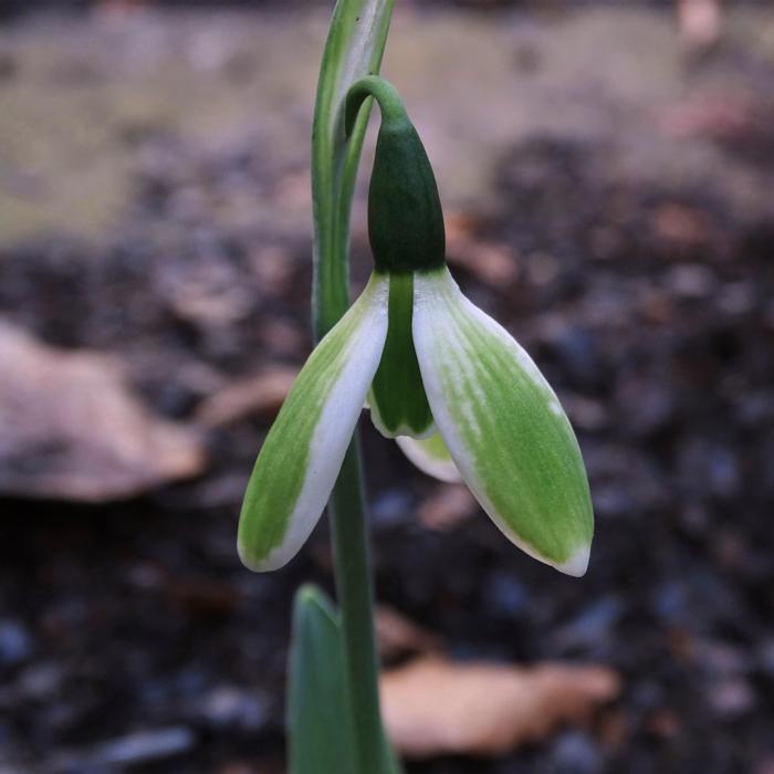 Galanthus 'Wifi Mosaic' plant