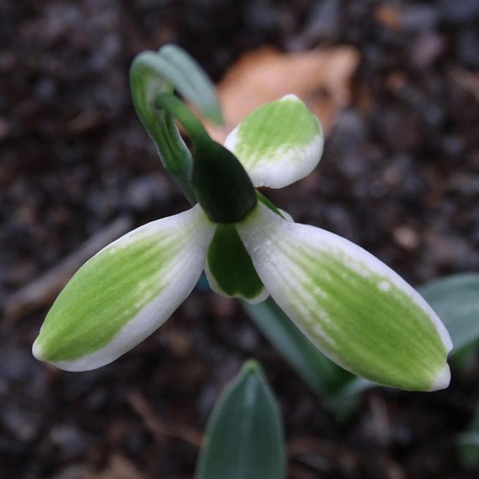 Galanthus 'Wifi Mosaic' plant