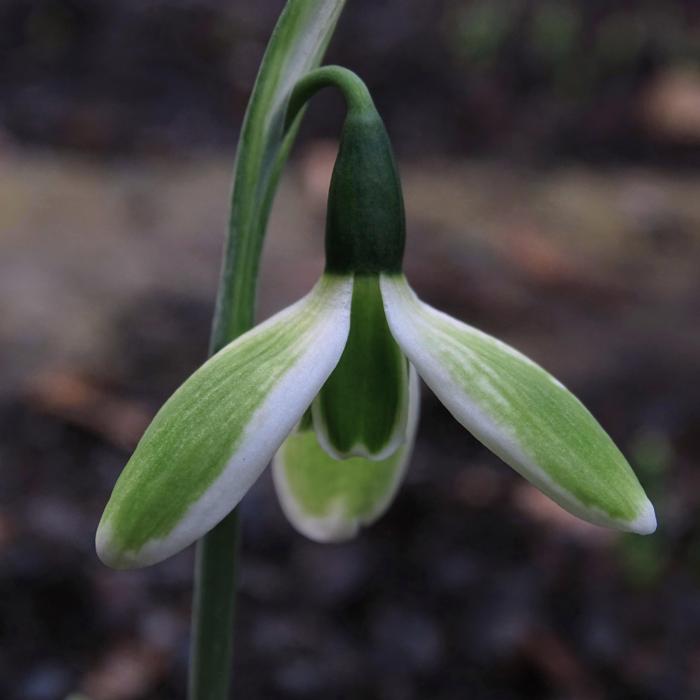 Galanthus 'Wifi Mosaic' plant