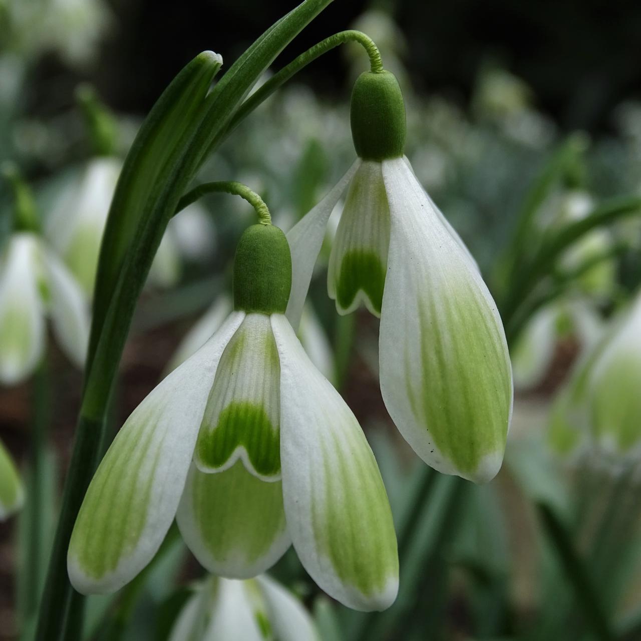 Galanthus 'Wifi Myriad' plant