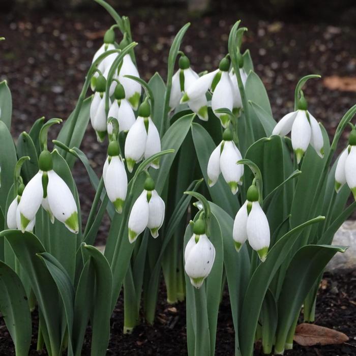 Galanthus 'Wifi Nacitti' plant