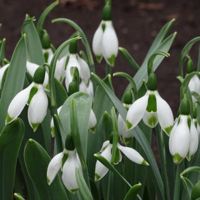 galanthus-wifi-nacitti_2_400.jpeg