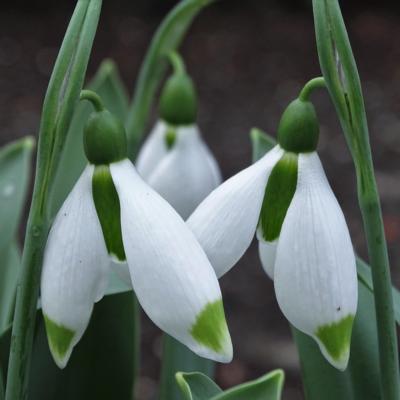 galanthus-wifi-nacitti_400.jpeg