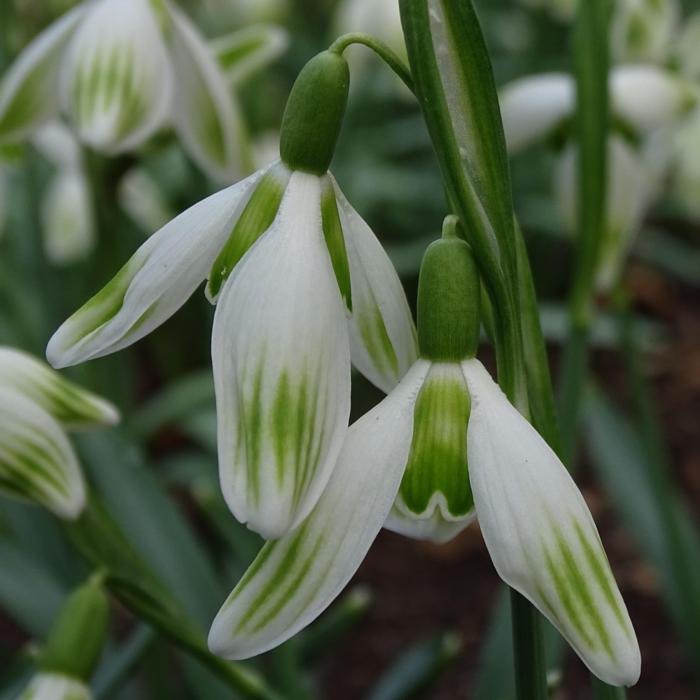 Galanthus 'Wifi Nigeria' plant