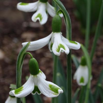 galanthus-wifi-orbiter_1_400.jpeg