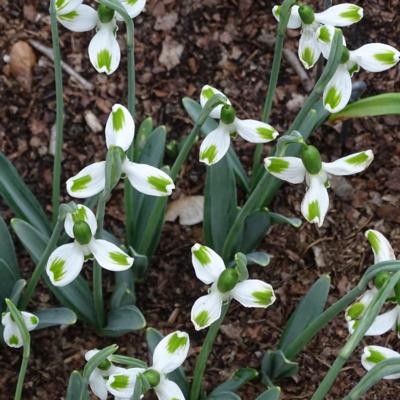 galanthus-wifi-orbiter_2_400.jpeg