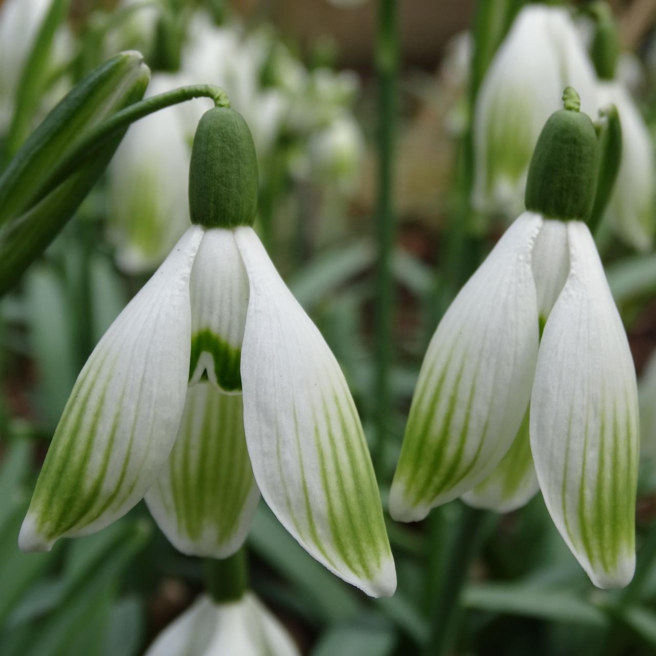 Galanthus 'Wifi Overflow' plant