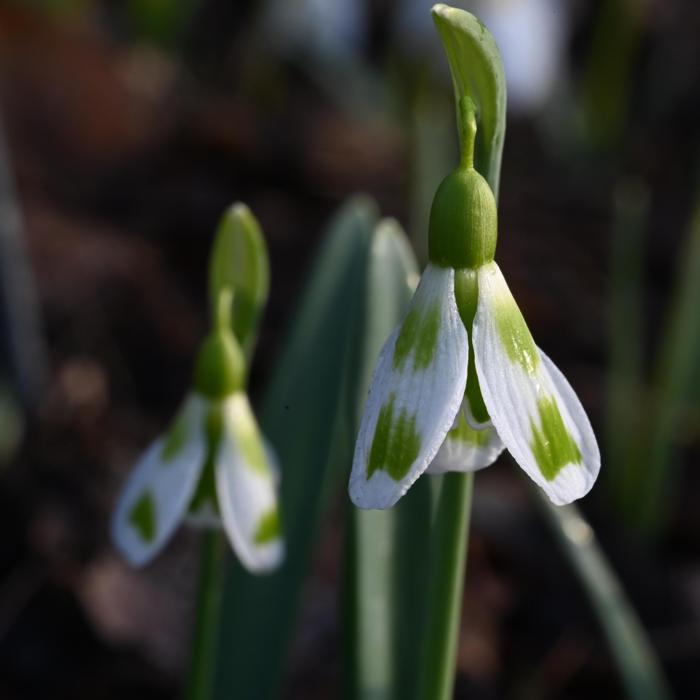 Galanthus 'Wifi Padel' plant
