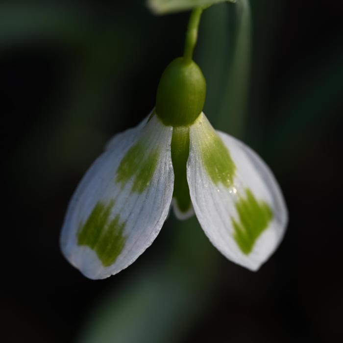 Galanthus 'Wifi Padel' plant