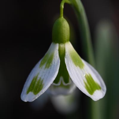galanthus-wifi-padel