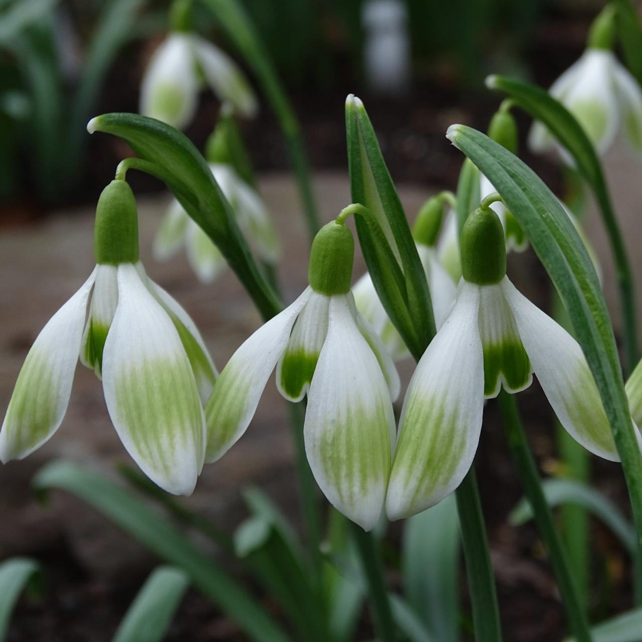 Galanthus 'Wifi Palatino' plant