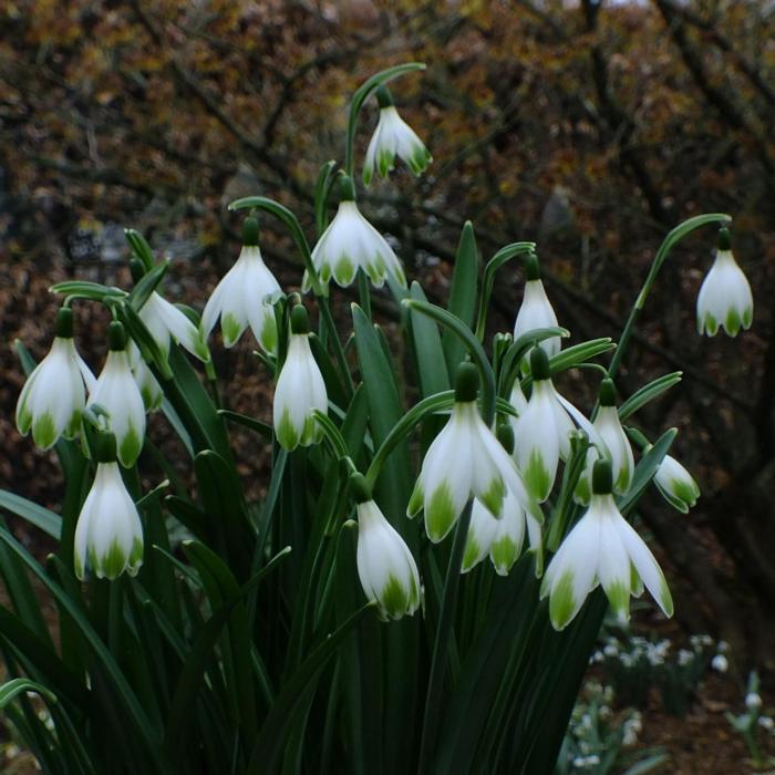 Galanthus 'Wifi Parasol' plant