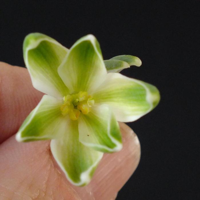 Galanthus 'Wifi Parasol' plant