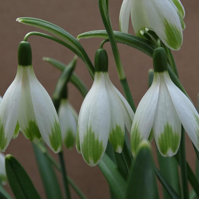 Galanthus 'Wifi Parasol' plant