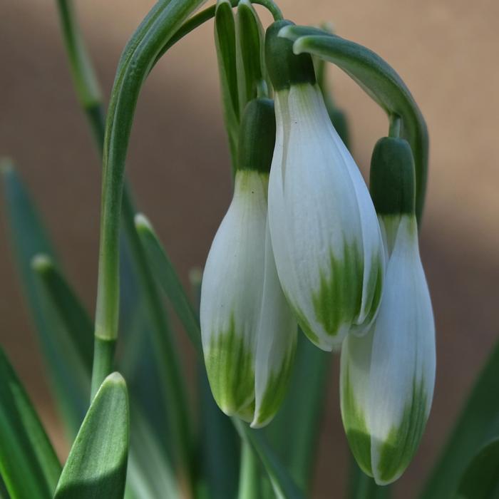 Galanthus 'Wifi Parasol' plant