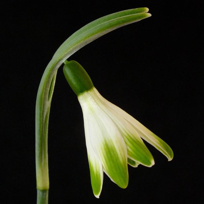 Galanthus 'Wifi Parasol' plant