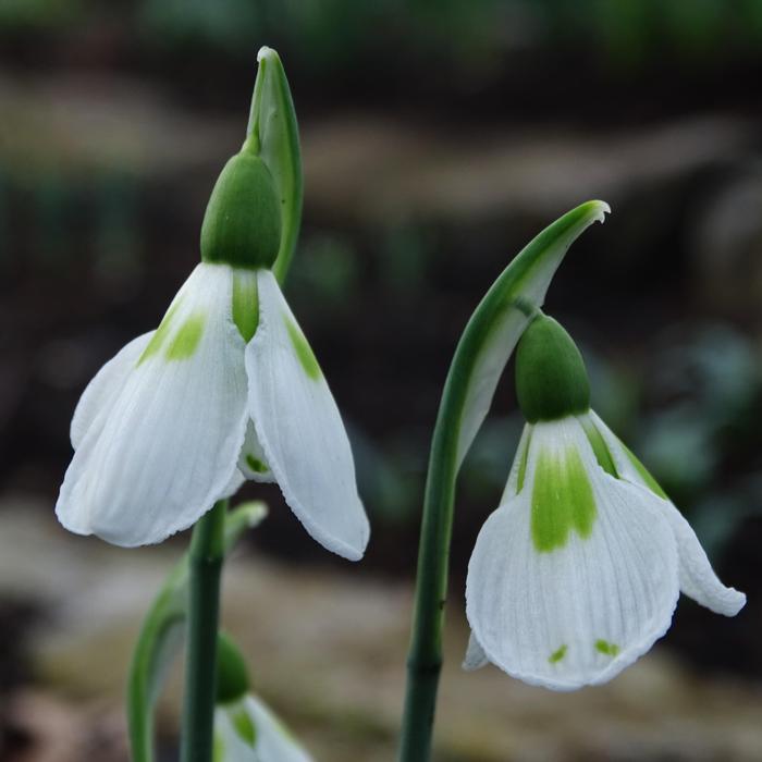 Galanthus 'Wifi Pepperpot' plant