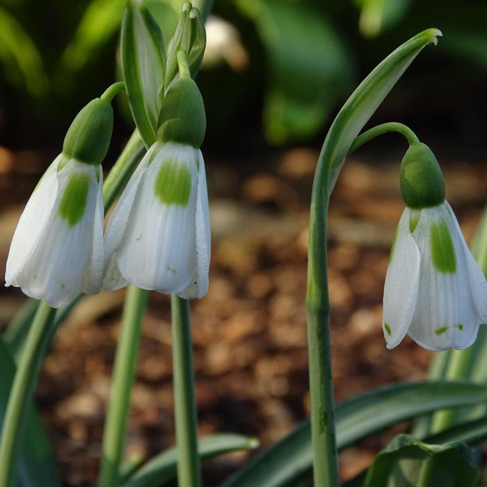 Galanthus 'Wifi Pepperpot' plant