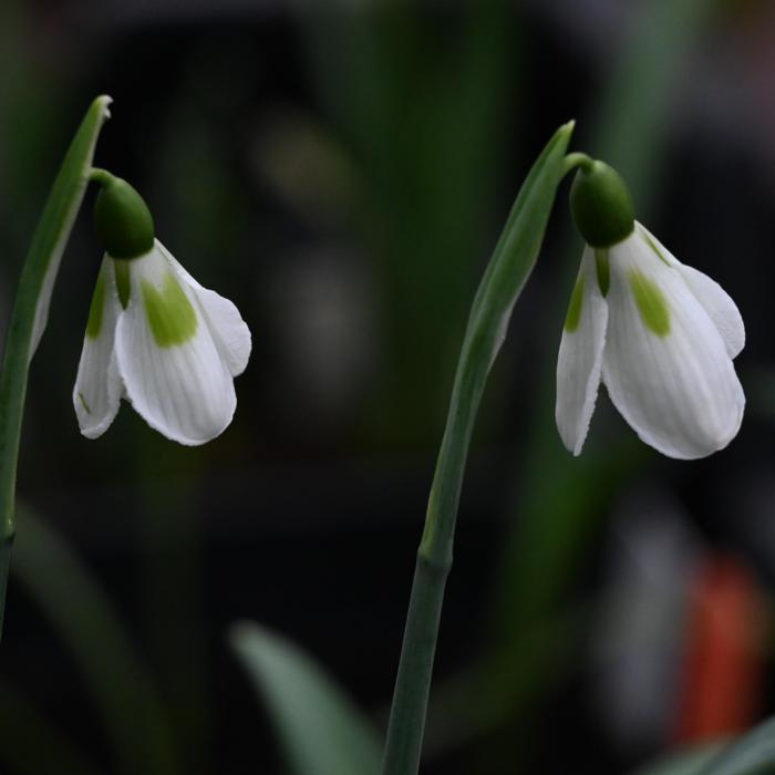 Galanthus 'Wifi Pepperpot' plant