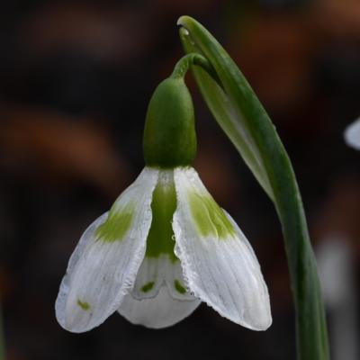 galanthus-wifi-pepperpot