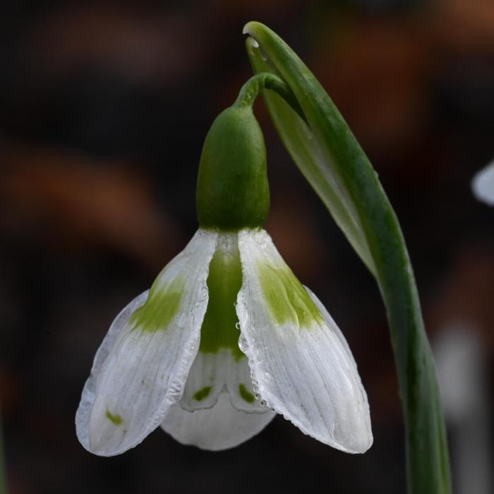 Galanthus 'Wifi Pepperpot' plant