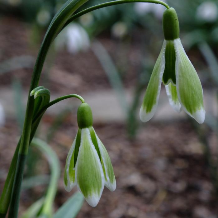 Galanthus 'Wifi Puppet on a String' plant