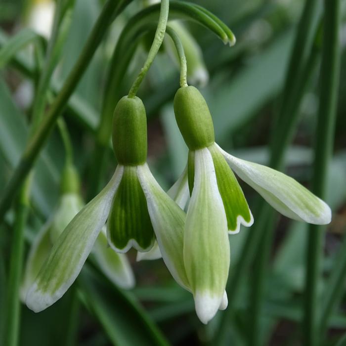 Galanthus 'Wifi Puppet on a String' plant