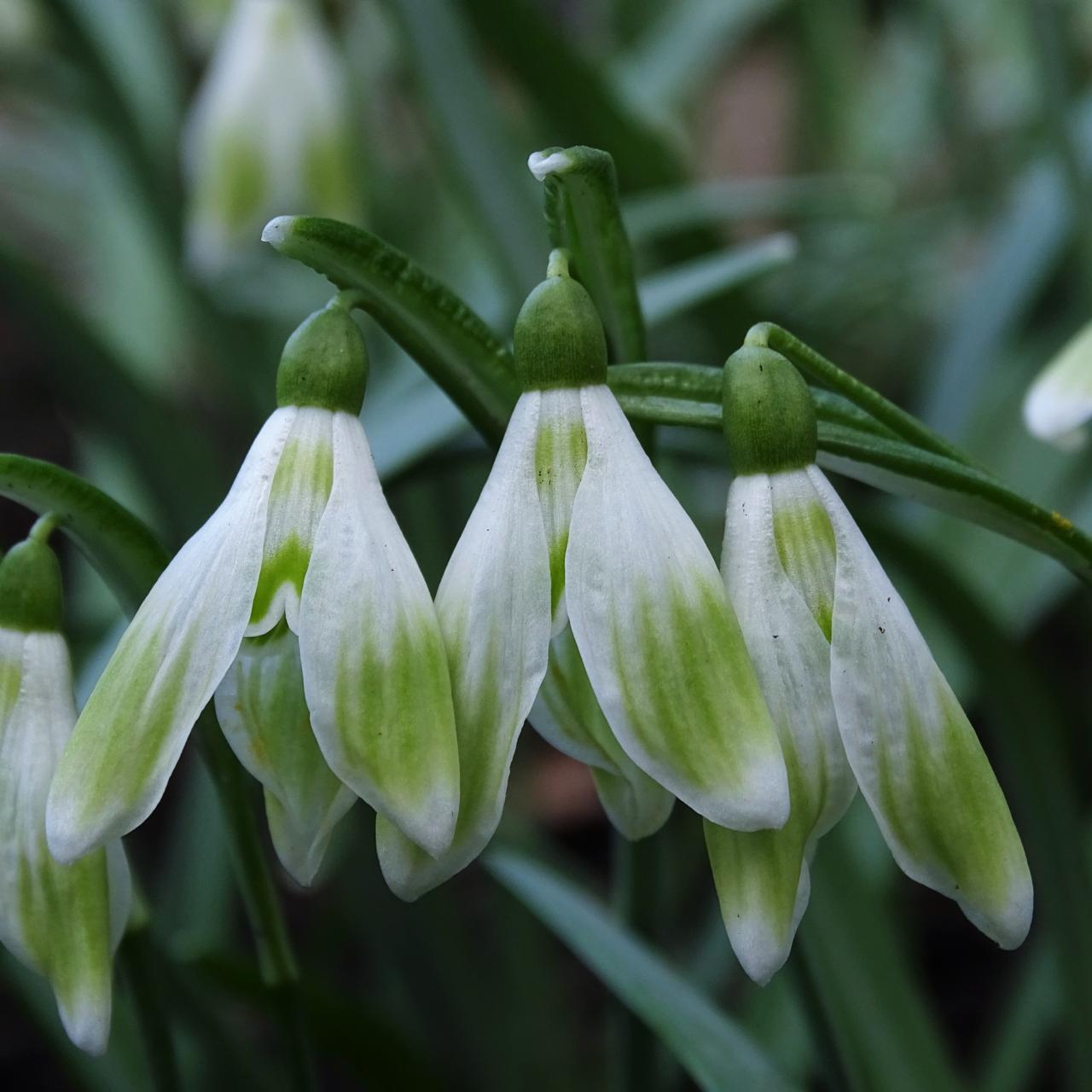 Galanthus 'Wifi Roboto' plant