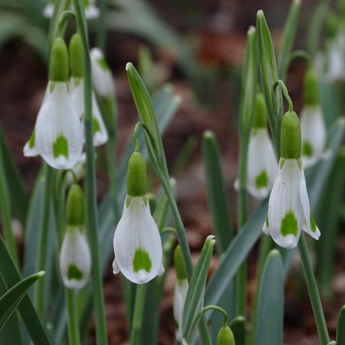 Galanthus 'Wifi Rocket' plant