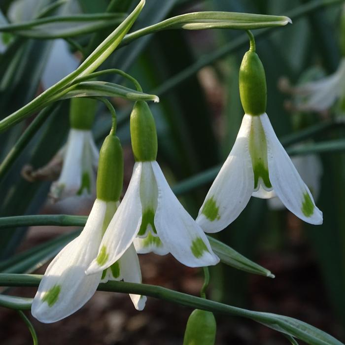 Galanthus 'Wifi Rocket' plant