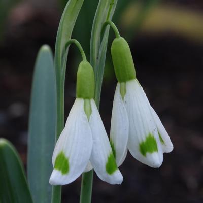 galanthus-wifi-rocket