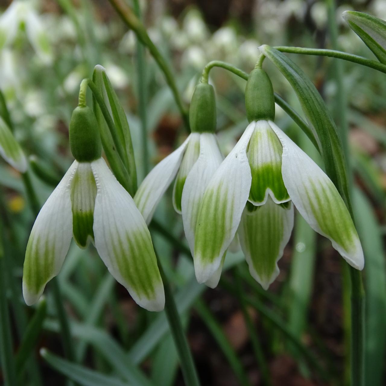 Galanthus 'Wifi Rockwell' plant