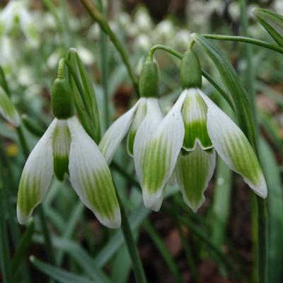 galanthus-wifi-rockwell_400.jpeg