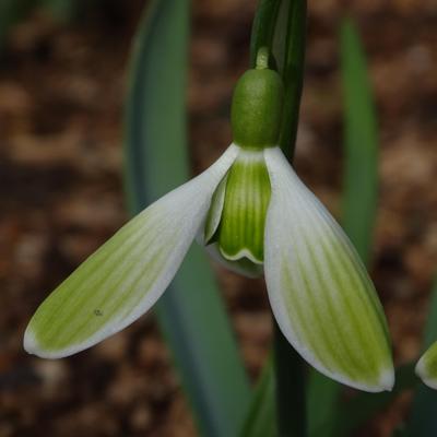 galanthus-wifi-safari_400.jpeg