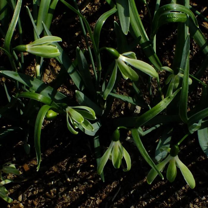 Galanthus 'Wifi Scha Nel' plant