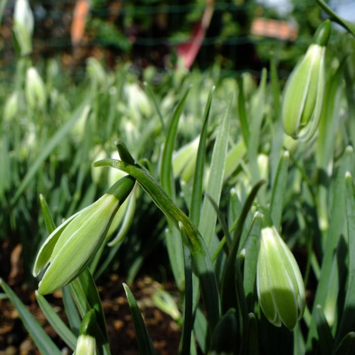 Galanthus 'Wifi Scha Nel' plant