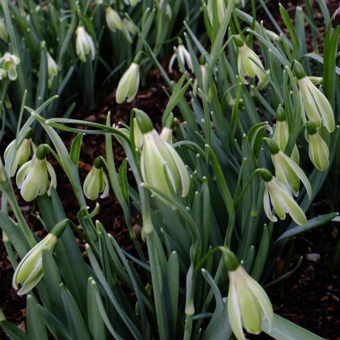 Galanthus 'Wifi Scha Nel' plant