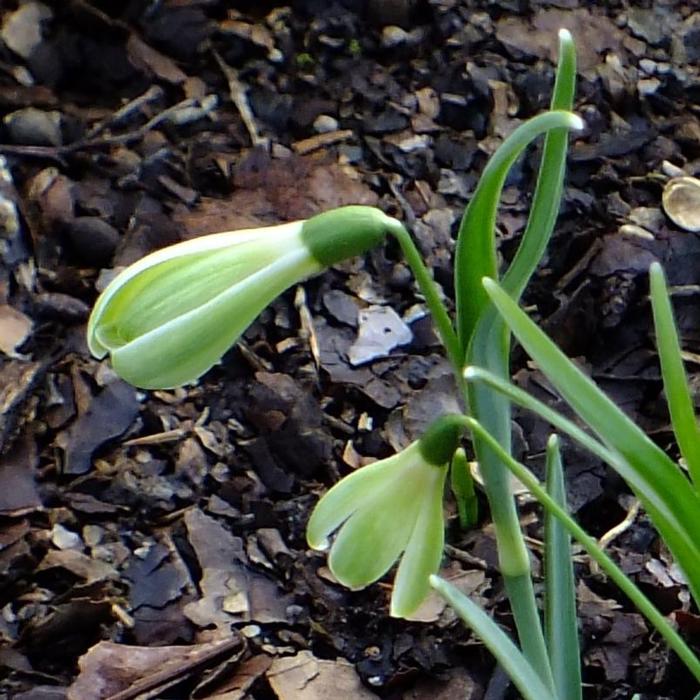 Galanthus 'Wifi Scha Nel' plant