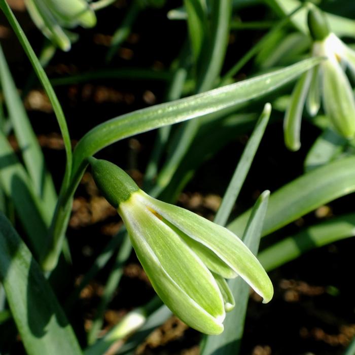 Galanthus 'Wifi Scha Nel' plant