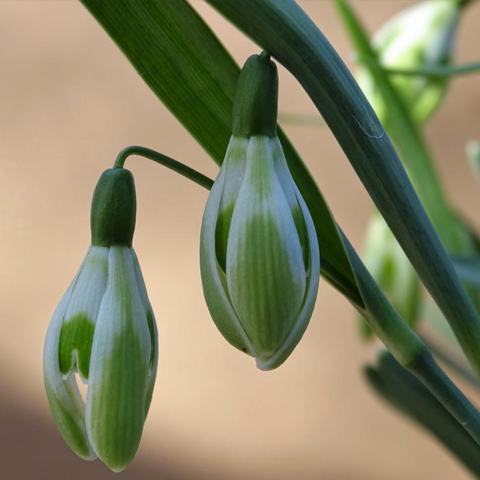 Galanthus 'Wifi Schacha' plant