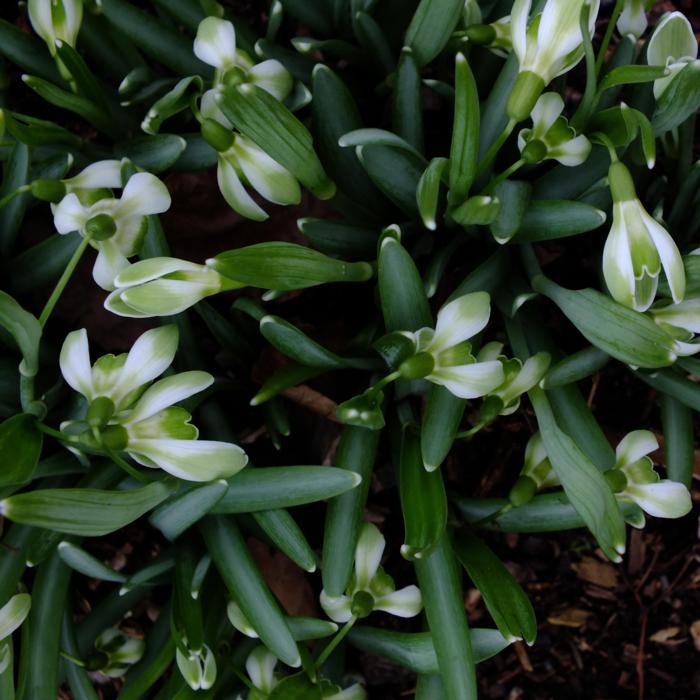 Galanthus 'Wifi Schacha' plant