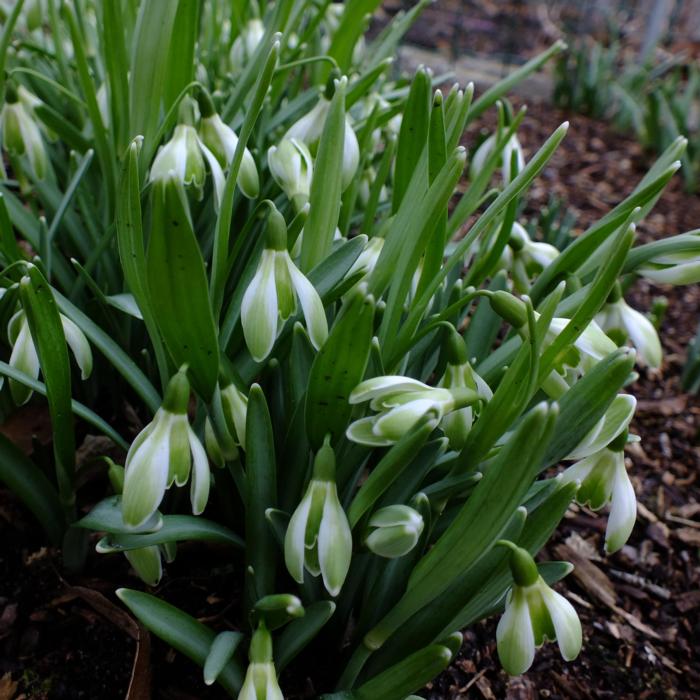 Galanthus 'Wifi Schacha' plant