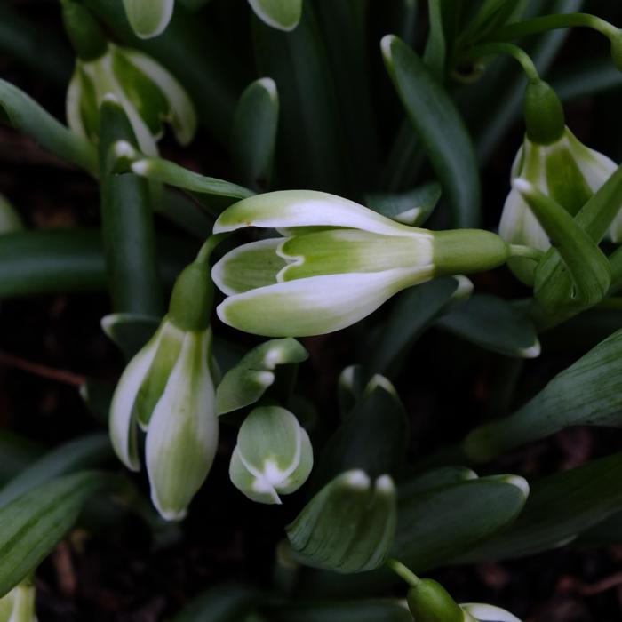 Galanthus 'Wifi Schacha' plant