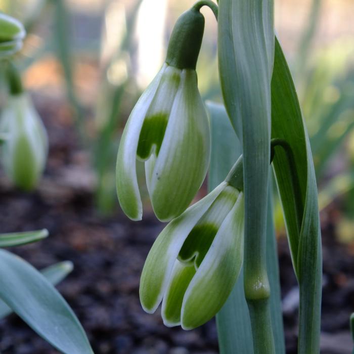 Galanthus 'Wifi Schacha' plant