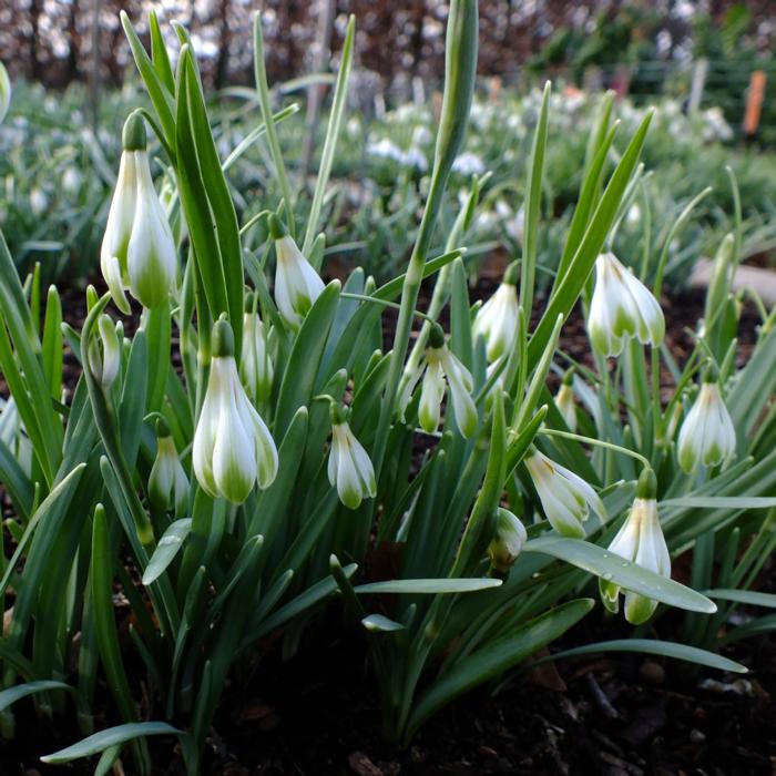 Galanthus 'Wifi Schacoche' plant