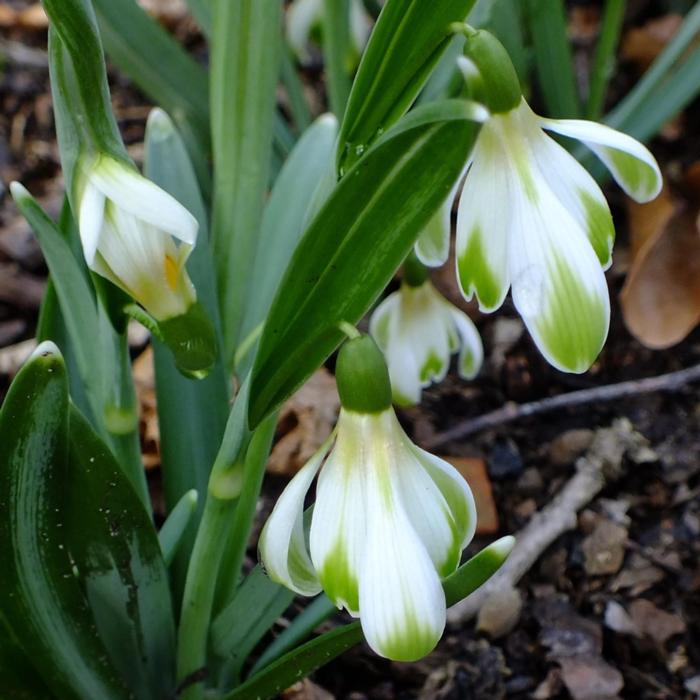 Galanthus 'Wifi Schacoche' plant