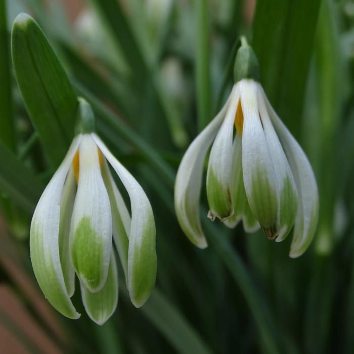 Galanthus 'Wifi Schacoche' plant